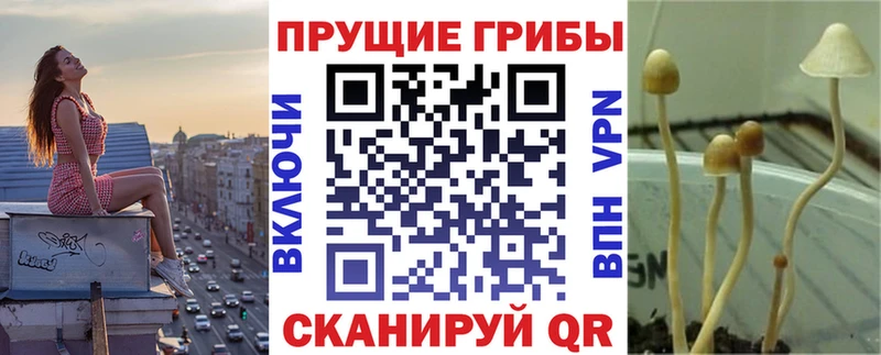 площадка Telegram  Тырныауз  Галлюциногенные грибы Psilocybe 